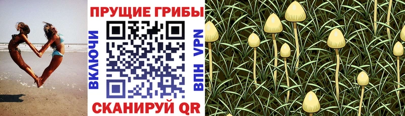 где купить   Хадыженск  Псилоцибиновые грибы MAGIC MUSHROOMS 